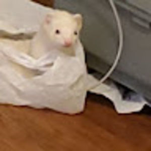 Meet your Posher, Payton